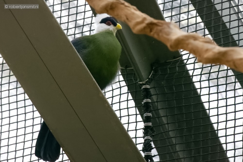 Foto van Witkuiftoerako (Tauraco leucolophus) in Zoo Antwerpen België