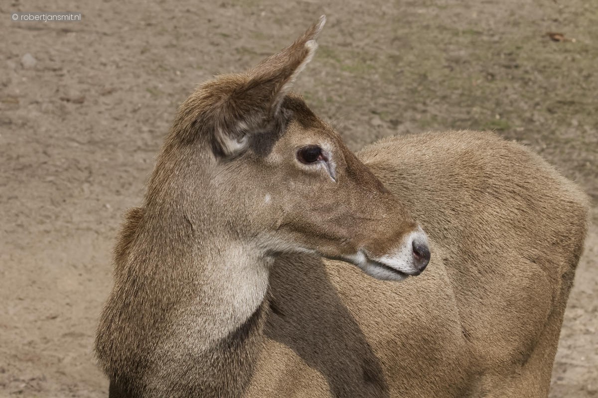 Foto van Witliphert (Cervus albirostris) in Tierpark Berlin