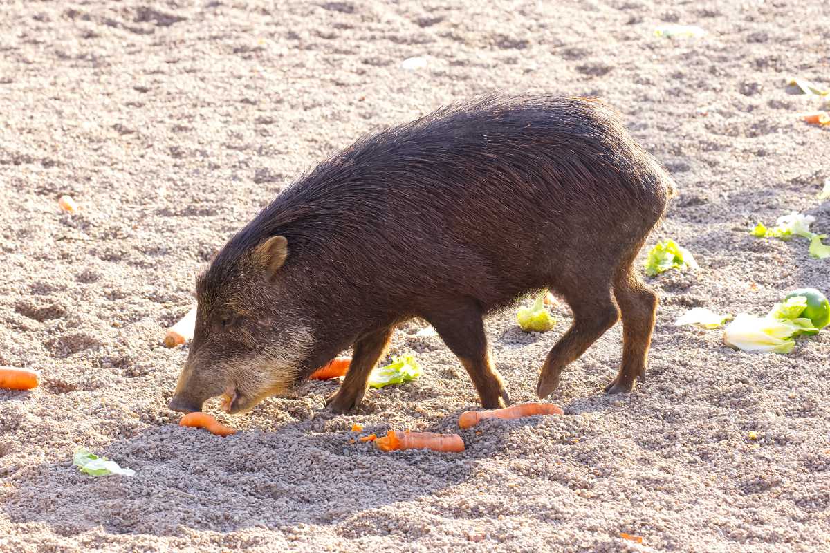 Foto van Witlippekari (Tayassu pecari) in Zoo Berlin