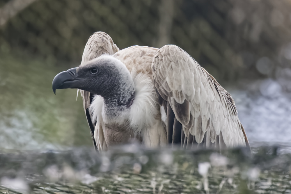 Foto van Witruggier (Gyps africanus) in Pairi Daiza België