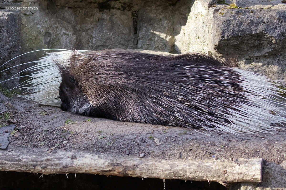 Foto van Witstaartstekelvarken (Hystrix indica) in Tierpark Berlin