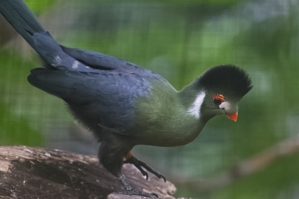 Foto van Witwangtoerako (Menelikornis leucotis) in Pairi Daiza België