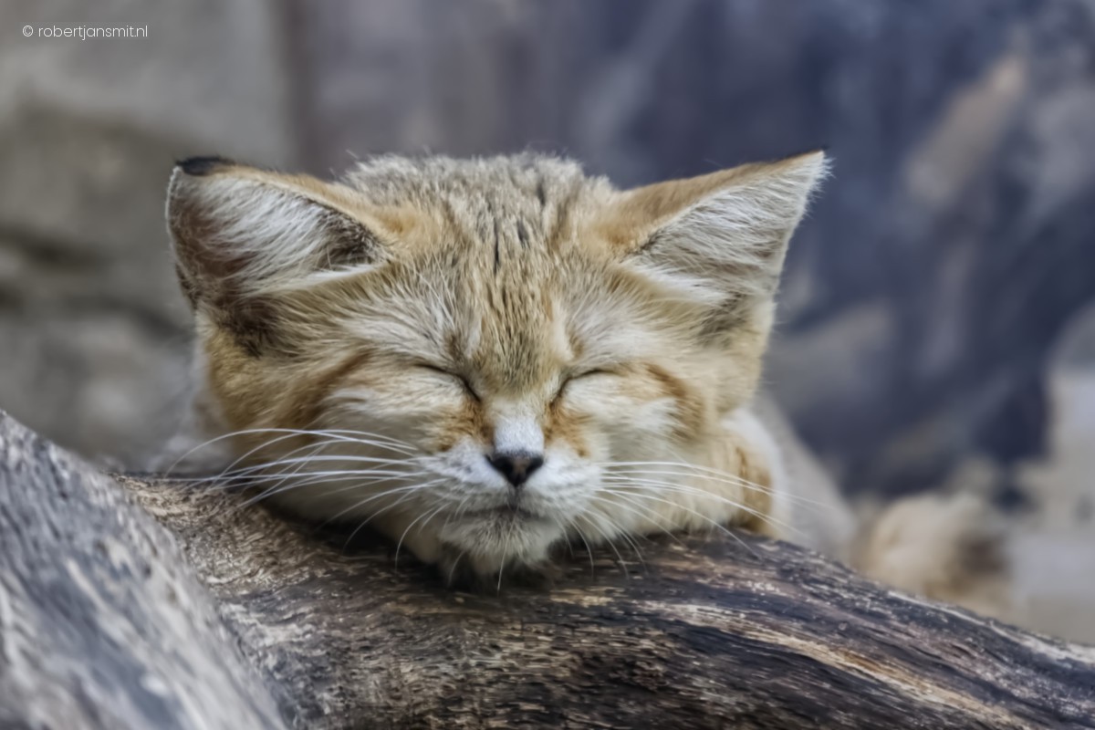 Foto van Woestijnkat (Felis margarita) in Zoo Berlin