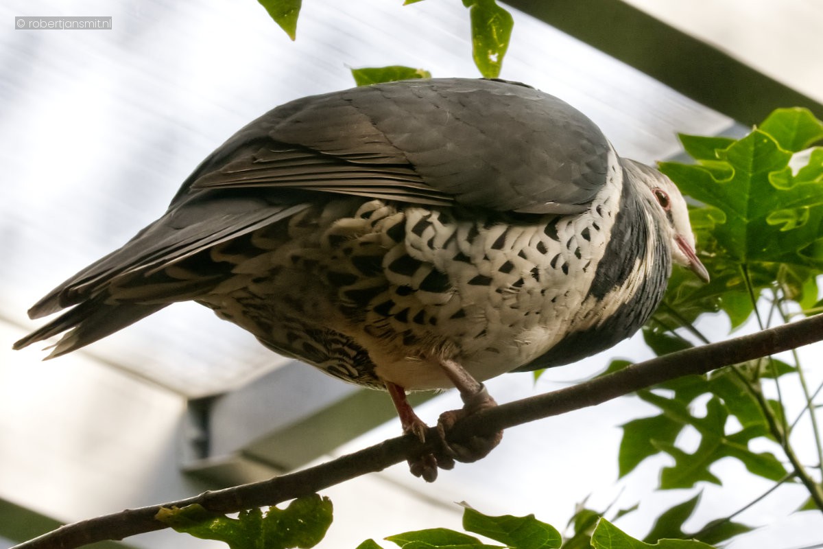 Foto van Wongaduif (Leucosarcia melanoleuca) in Zoo Berlin