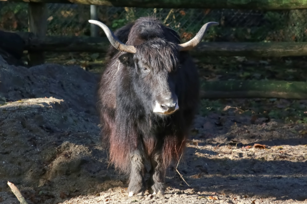 Yak 
