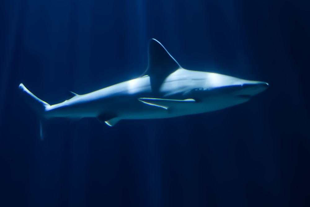 Foto van Zandbankhaai (Carcharhinus plumbeus) in Blijdorp Rotterdam