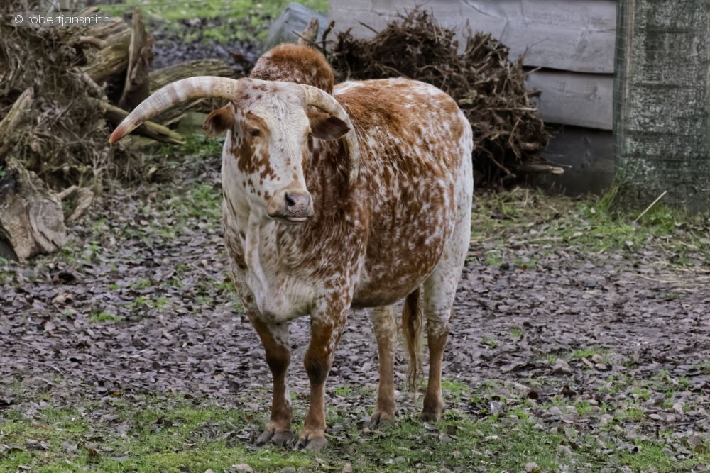 Foto van Zeboe (Bos indicus) in ZooParc Overloon