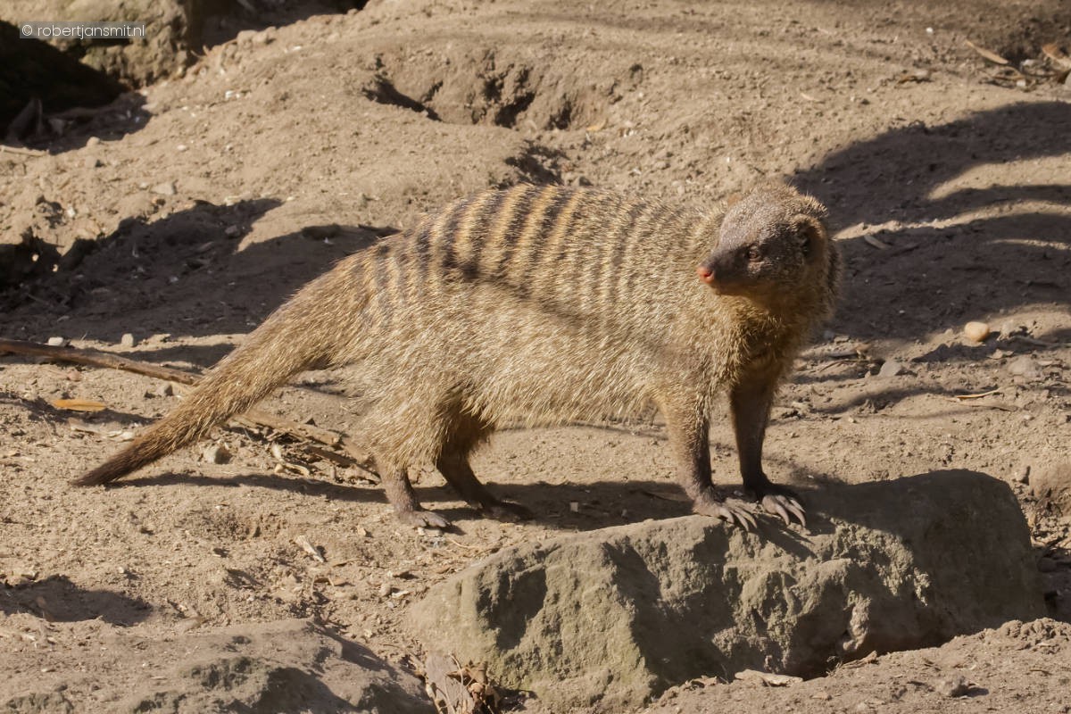 Foto van Zebramangoeste (Mungos mungo) in Tierpark Berlin
