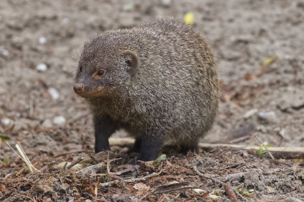 Foto van Zebramangoeste (Mungos mungo) in Eindhoven Zoo (voorheen Dierenrijk)
