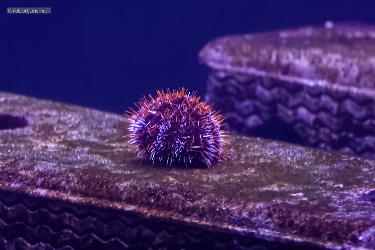 Foto van Zee-egel (Echinodermata) in Blijdorp Rotterdam