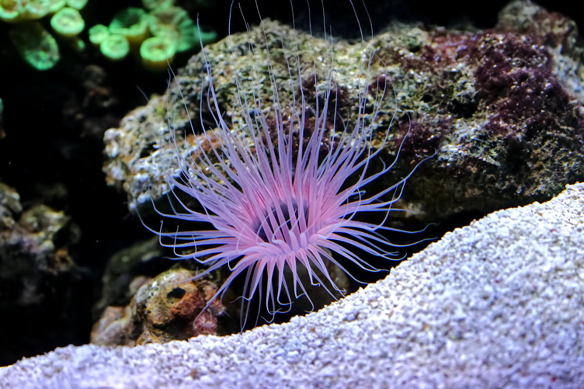 Foto van Zeeanemoon (Actiniaria) in Artis Amsterdam