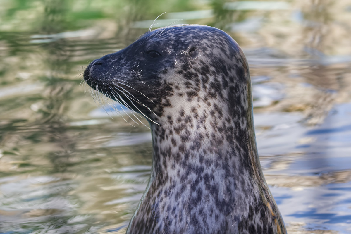 Foto van Zeehond (Phocidae) in Dierenpark Hoenderdaell Anna Paulowna