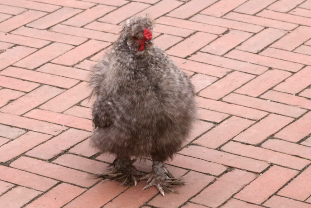 Foto van Zijdehoen (Gallus gallus domesticus) in Avifauna Alphen a/d Rijn
