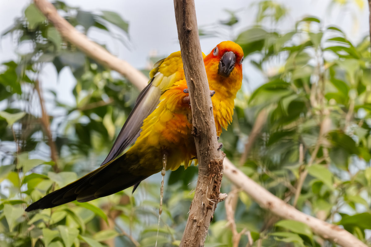 Foto van Zonparkiet (Aratinga solstitialis) in Zoo Berlin