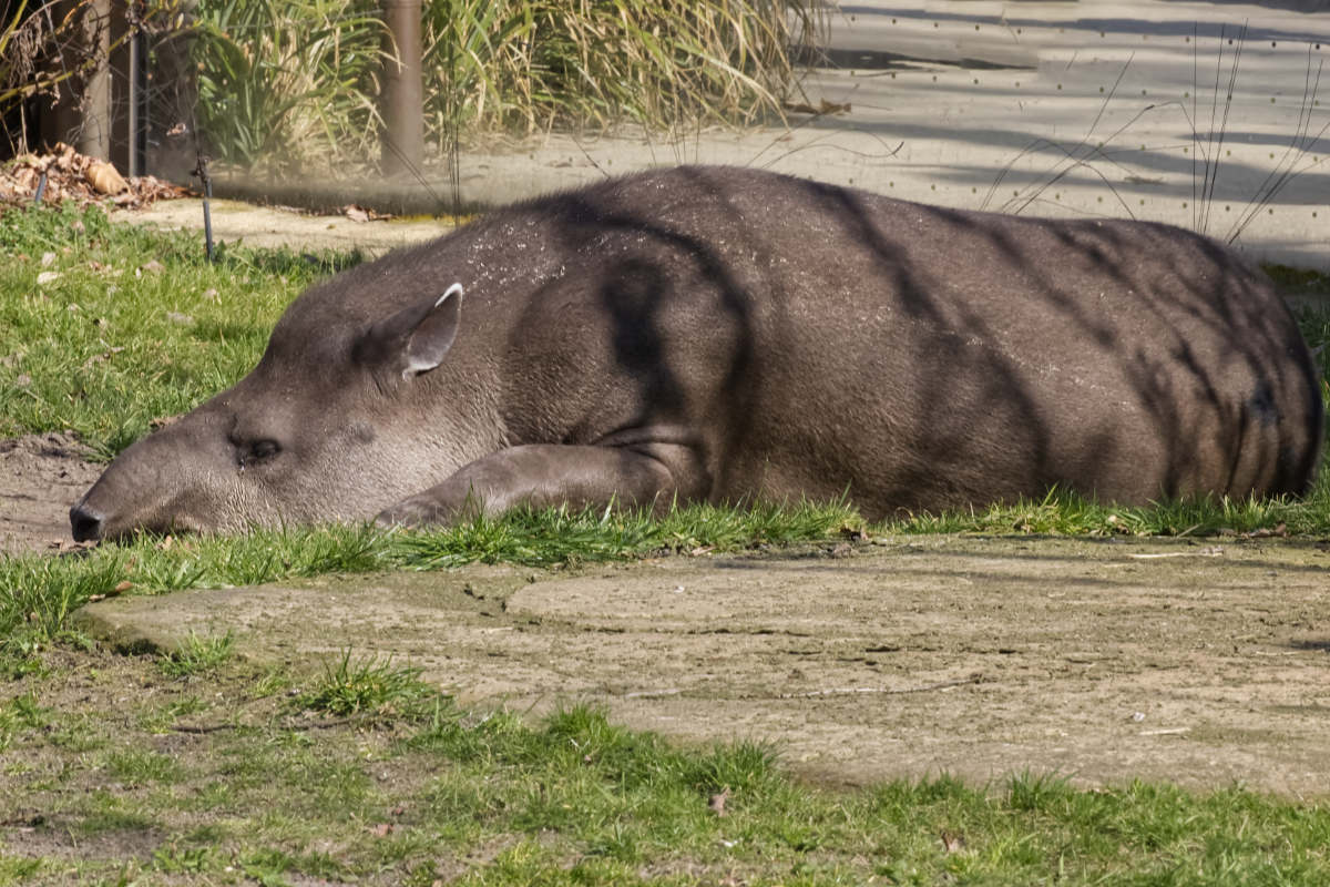 Foto van Zuid-Amerikaanse tapir (Tapirus terrestris) in Zoo Berlin