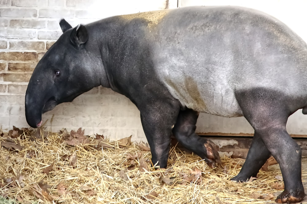 Z-Am. tapir 