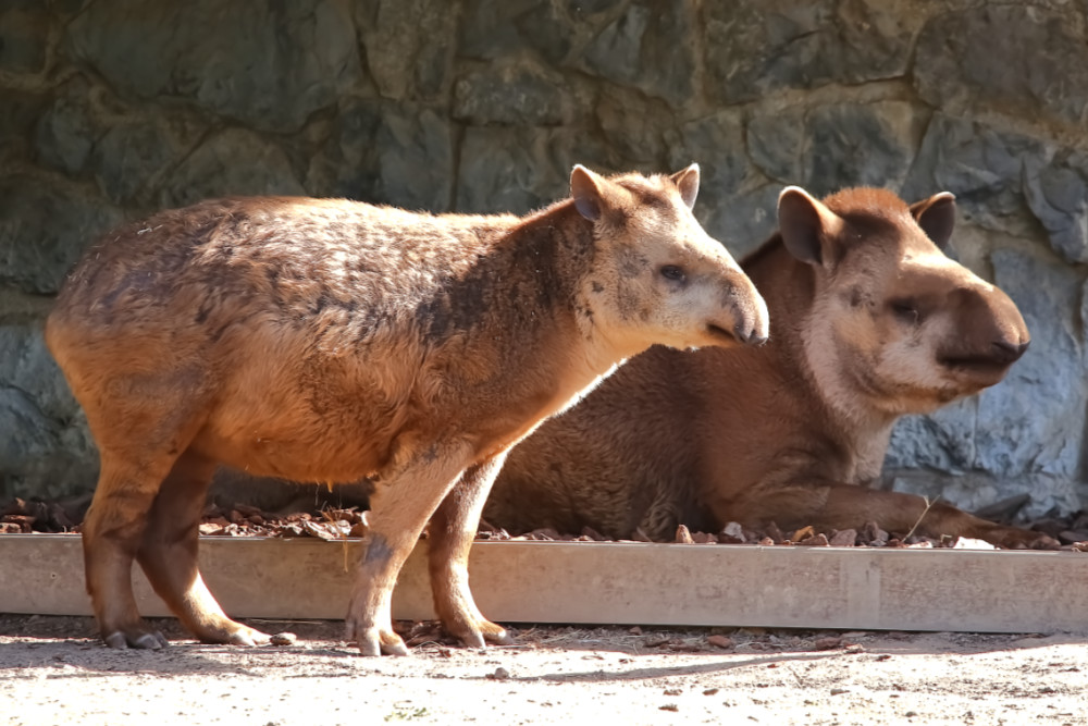 Z-Am. tapir 
