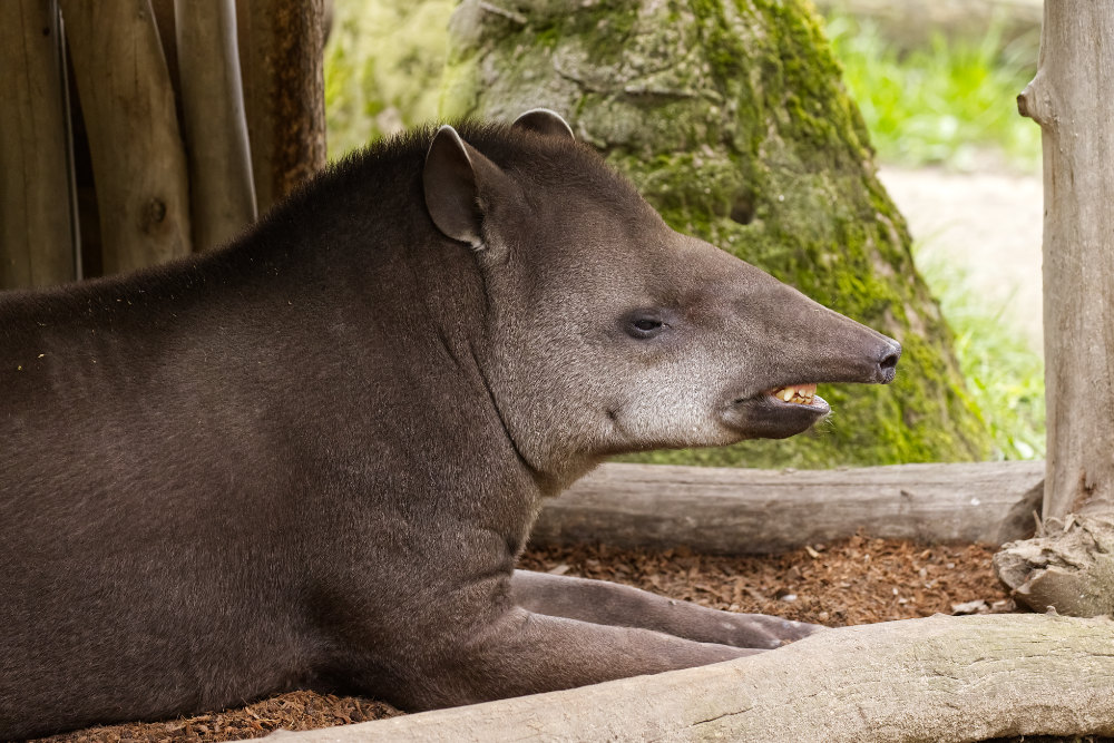 Z-Am. tapir 