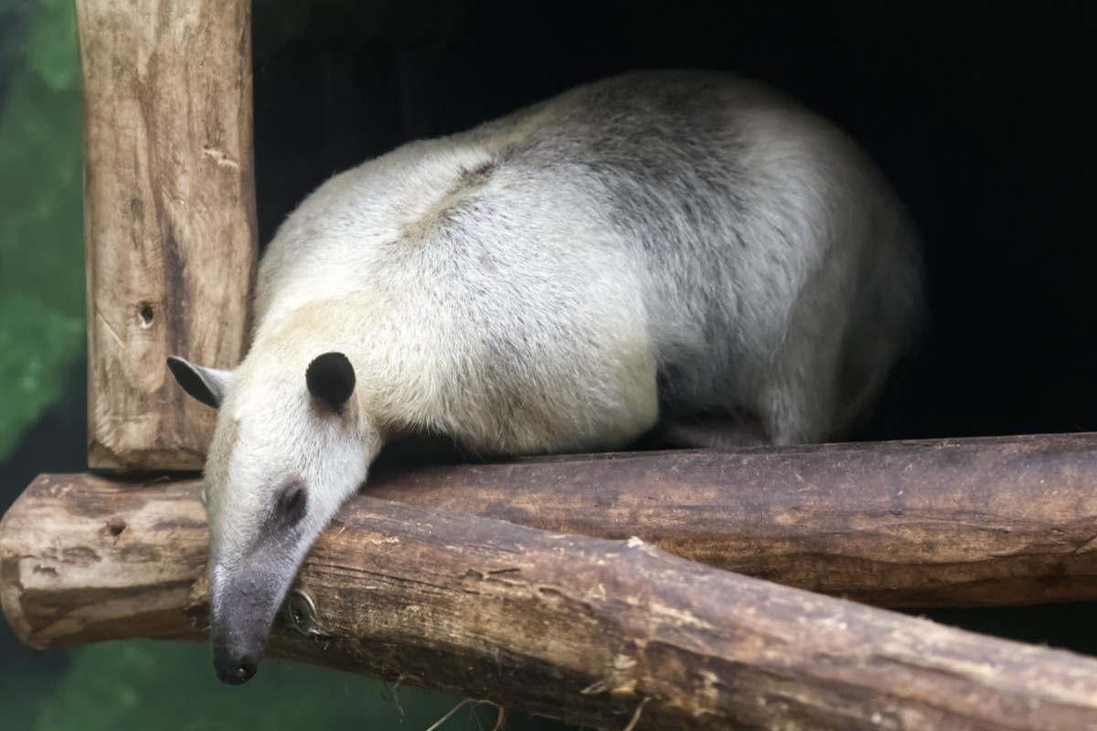 Foto van Zuidelijke boommiereneter (Tamandua tetradactyla) in Dierenpark Hoenderdaell Anna Paulowna