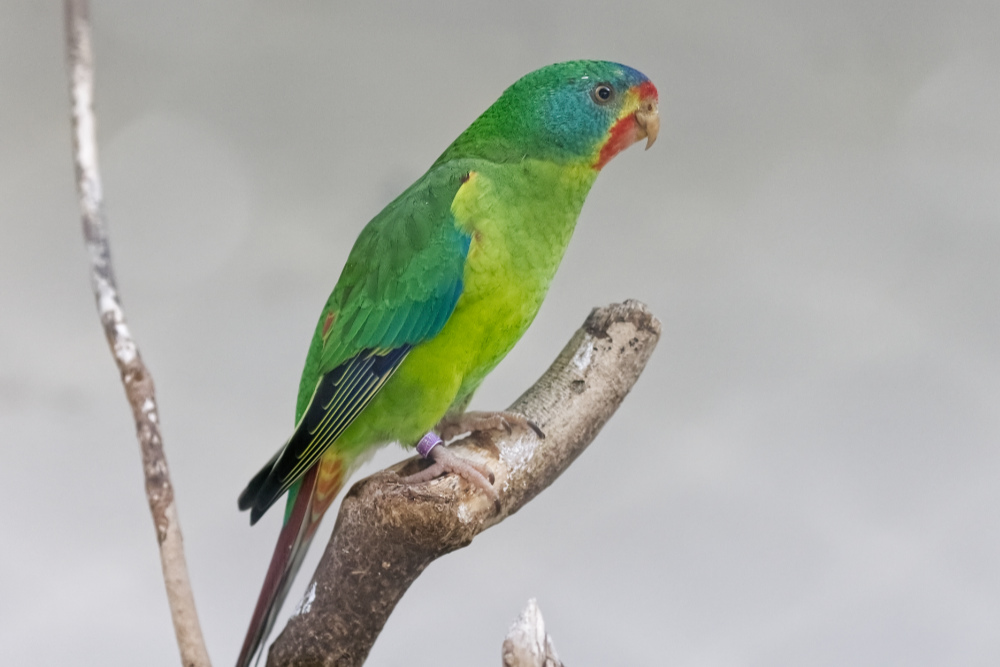 Foto van Zwaluwpapegaai (Lathamus discolor) in Zoo Antwerpen België