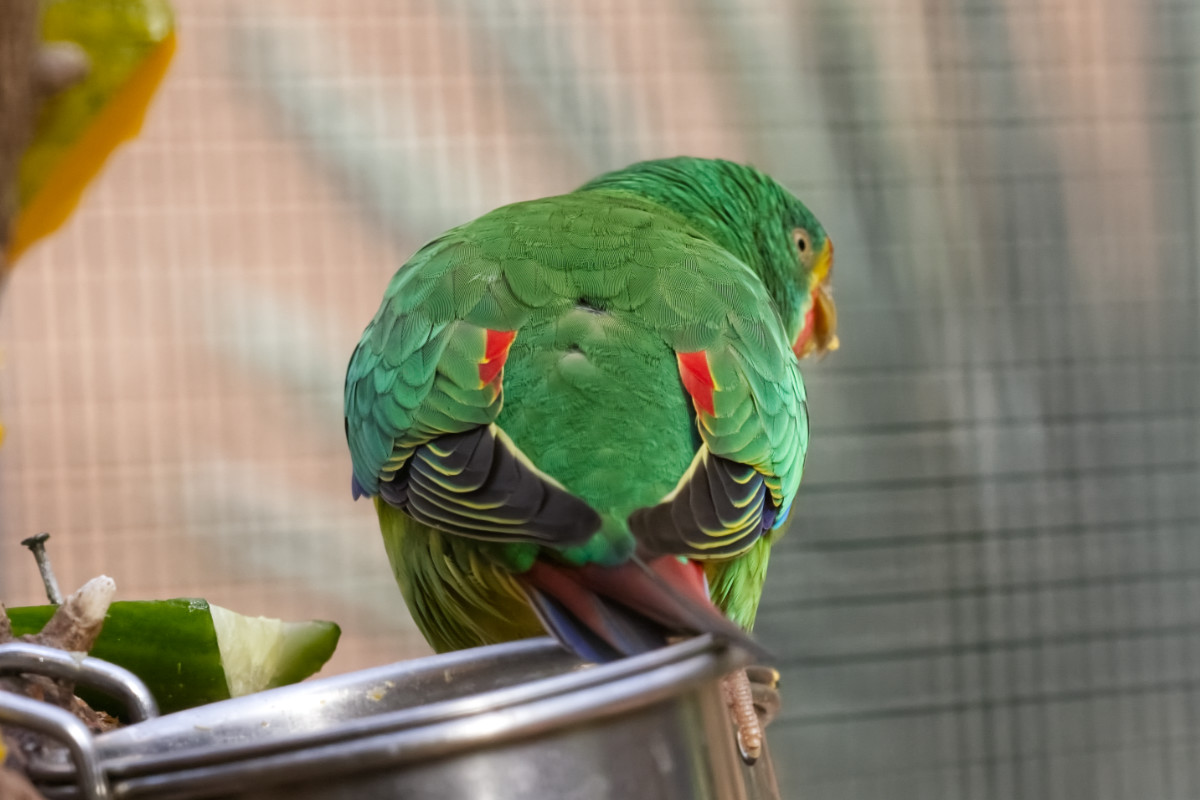 Foto van Zwaluwpapegaai (Lathamus discolor) in Zoo Berlin