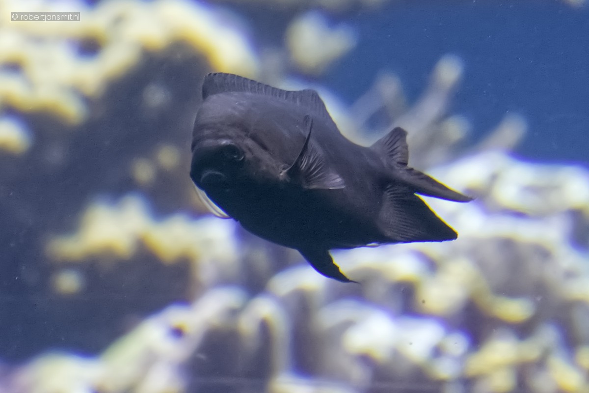 Foto van Zwaluwstaartjuffertje (Acanthochromis polyacanthus) in Burgers Zoo Arnhem