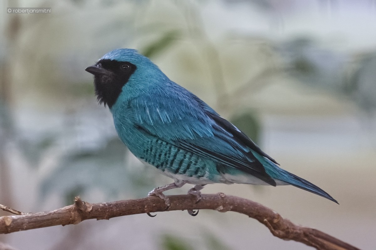 Foto van Zwaluwtangare (Tersina viridis) in Zoo Berlin