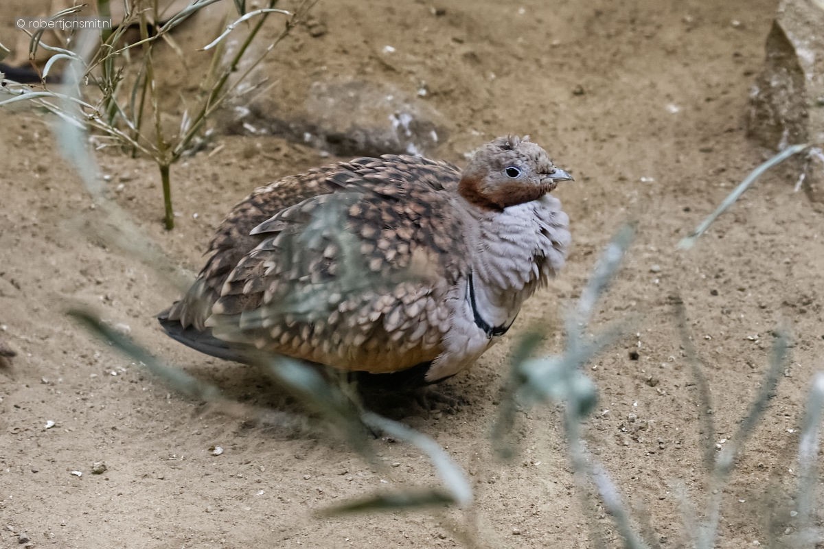 Foto van Zwartbuikzandhoen (Pterocles orientalis) in Zoo Berlin