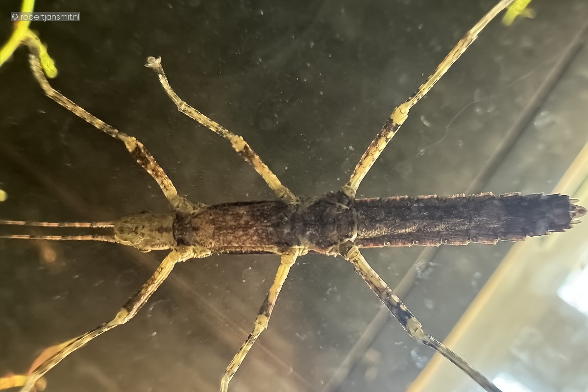 Foto van Zwarte Grondtak (Eurycantha calcarata) in Artis Amsterdam
