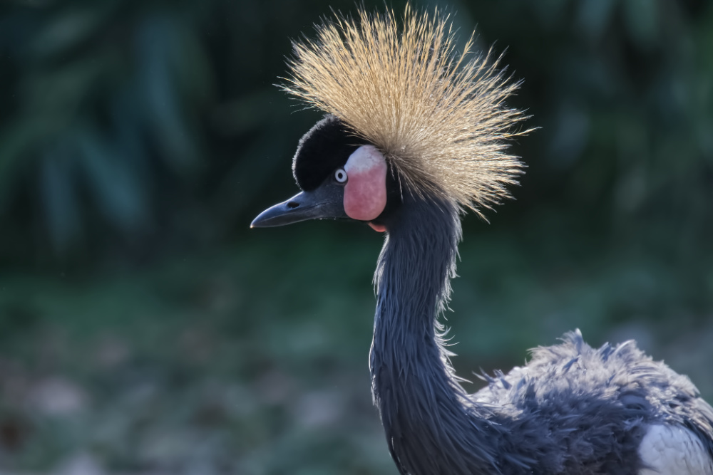Kroonkraanvogel 