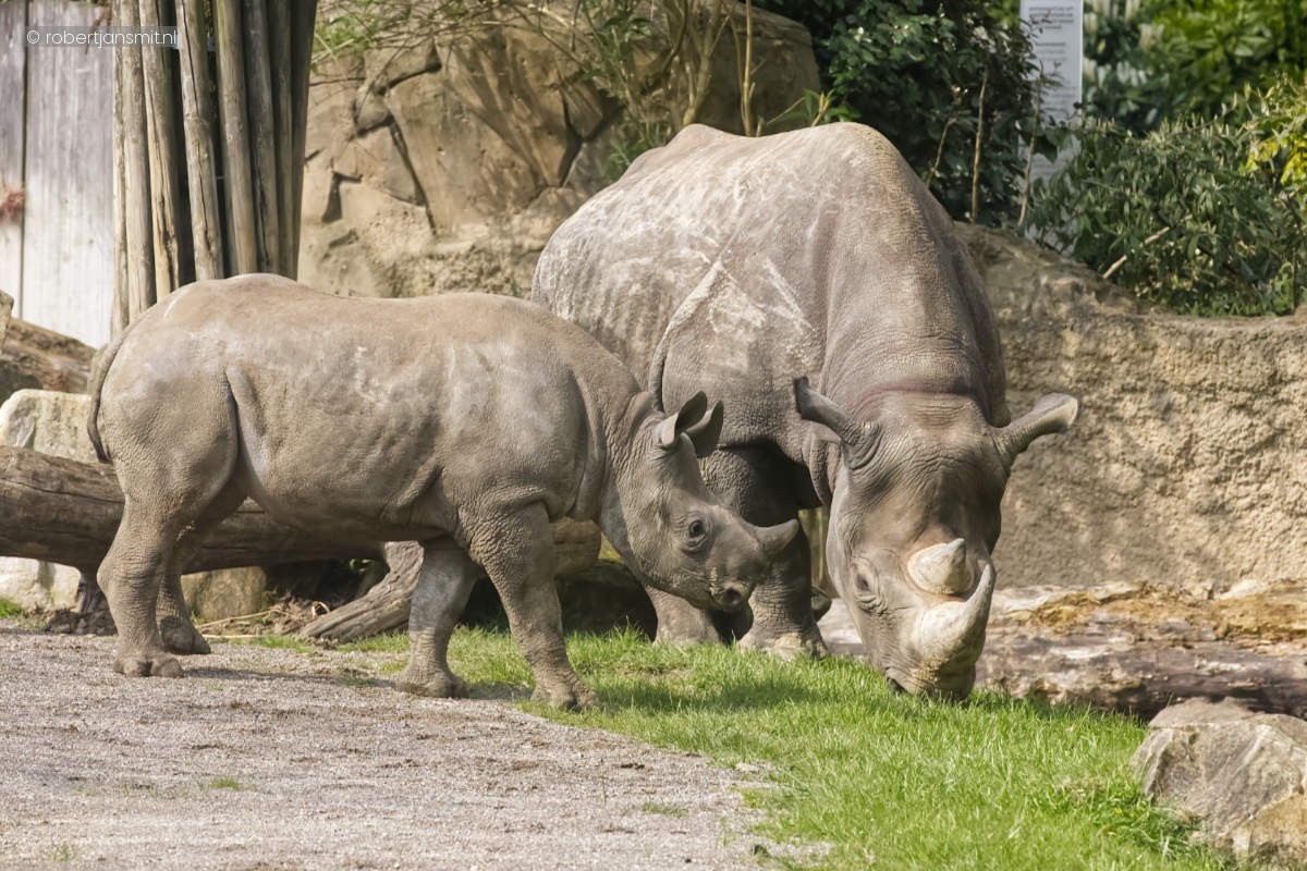 Foto van Zwarte neushoorn (Diceros bicornis) in Zoo Krefeld