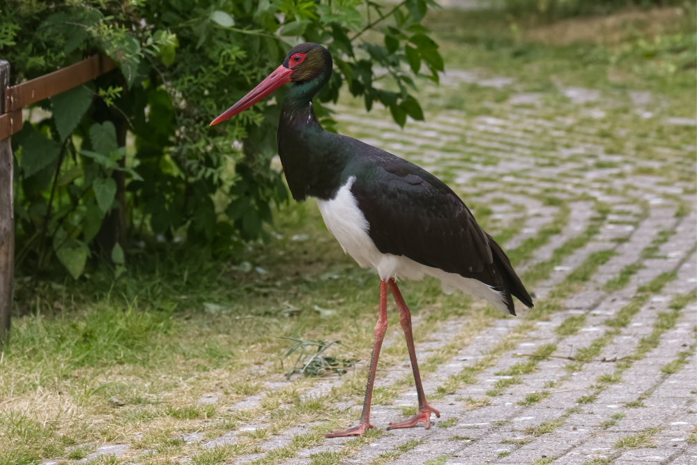 Zwarte ooievaar 