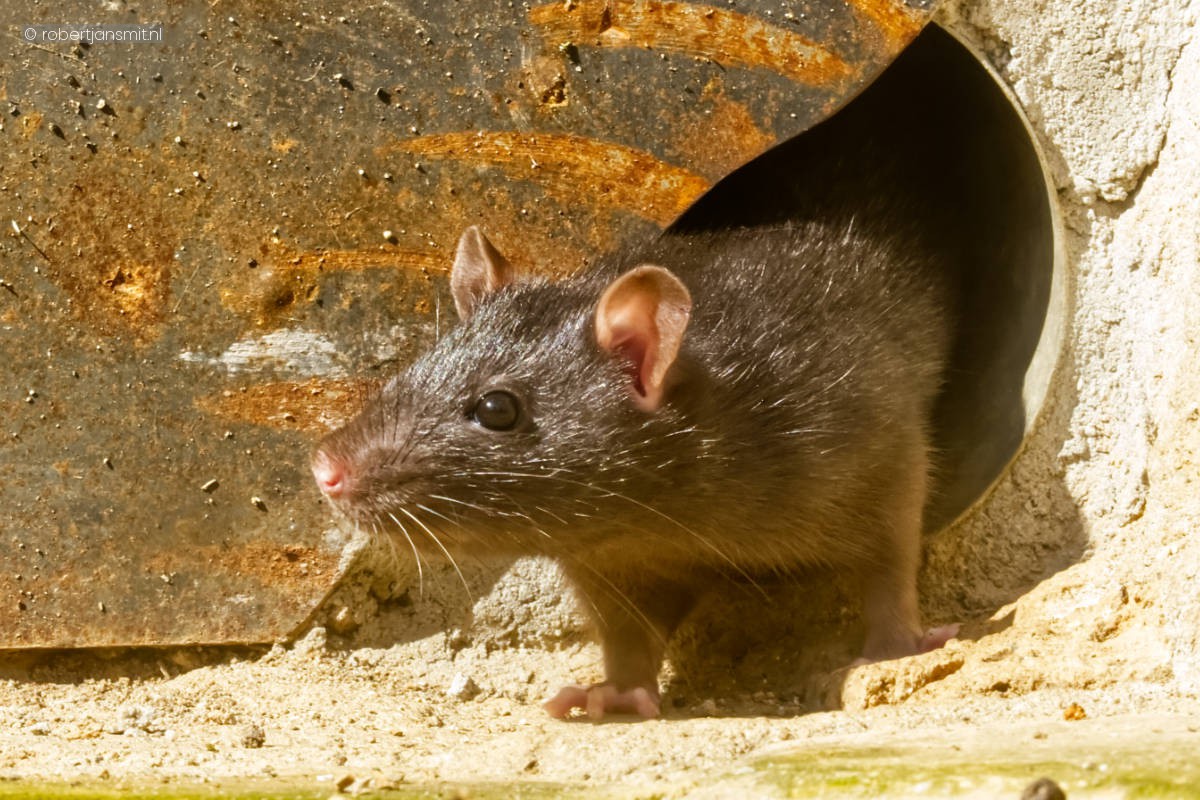 Foto van Zwarte Rat (Rattus rattus) in Dierenpark Amersfoort