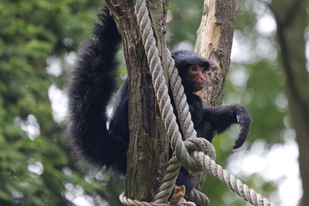 Foto van Zwarte slingeraap (Ateles paniscus) in ZooParc Overloon