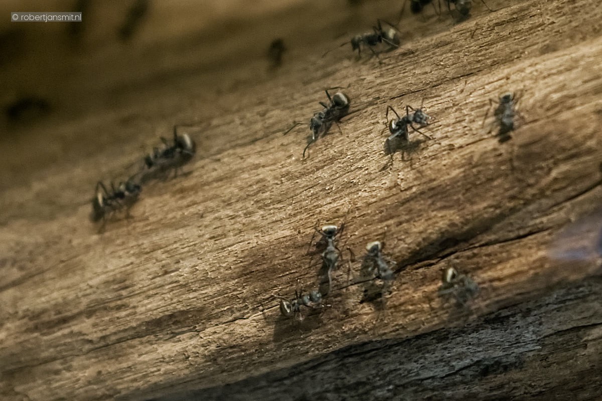 Foto van Aziatische wevermier (Polyrhachis dives) in Tierpark Berlin