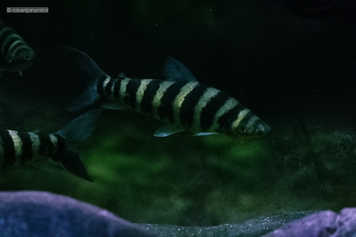 Foto van Zwartgestreepte kopstaander (Leporinus fasciatus) in Blijdorp Rotterdam