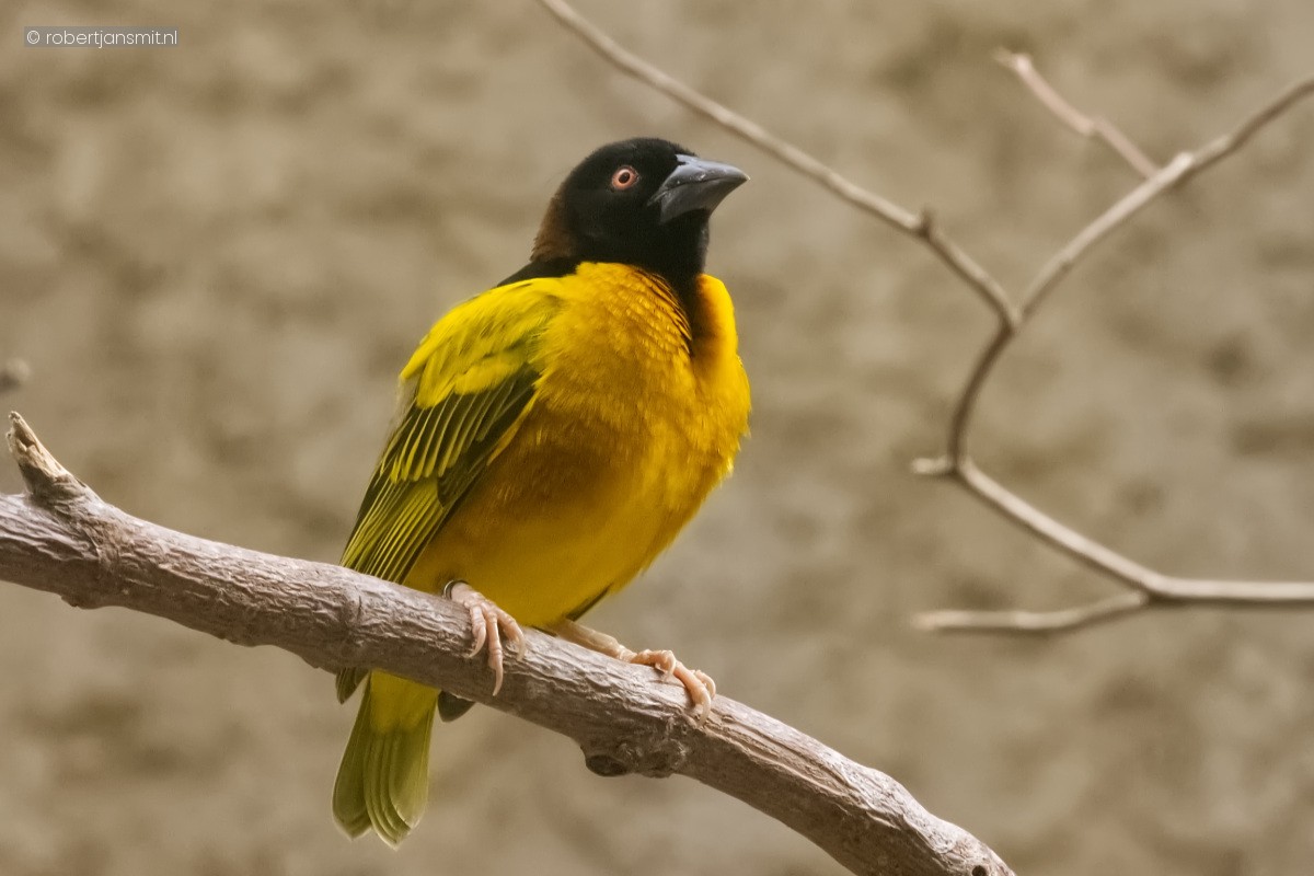 Foto van Zwartkopwever (Ploceus melanocephalus) in Zoo Krefeld