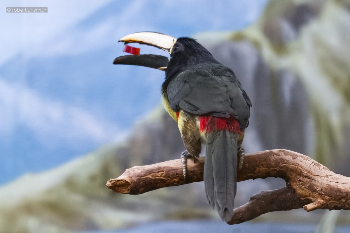 Foto van Zwartnekarassari (Pteroglossus aracari) in Zoo Berlin