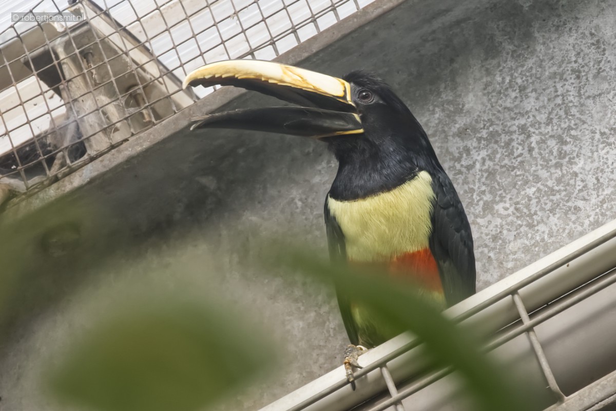Foto van Zwartnekarassari (Pteroglossus aracari) in Zoo Krefeld