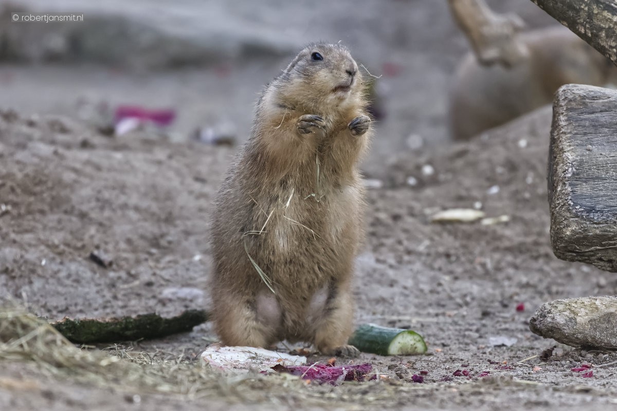 Foto van Zwartstaartprairiehond (Cynomys ludovicianus) in Tierpark Berlin