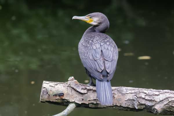 Aalscholver
