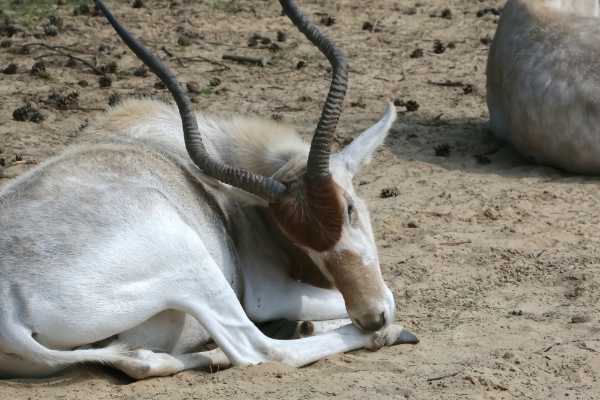 Addax