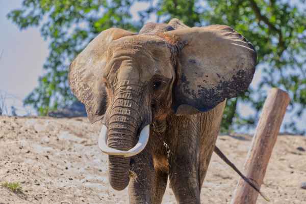 Afrikaanse Olifant