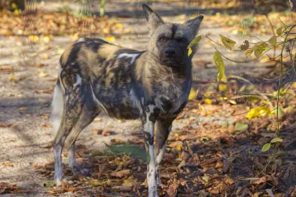 Afrikaanse Wilde Hond