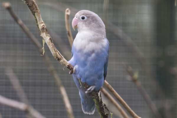 Fischeri blauw