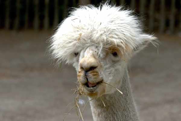 Alpaca