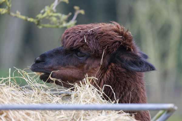 Alpaca
