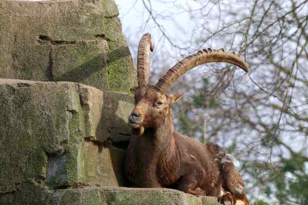 Alpensteenbok