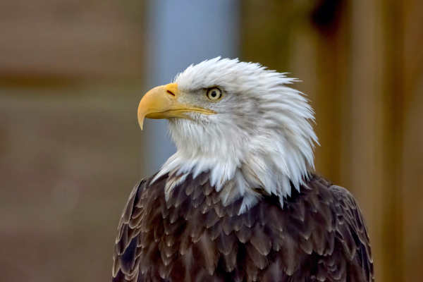 Amerikaanse Zeearend