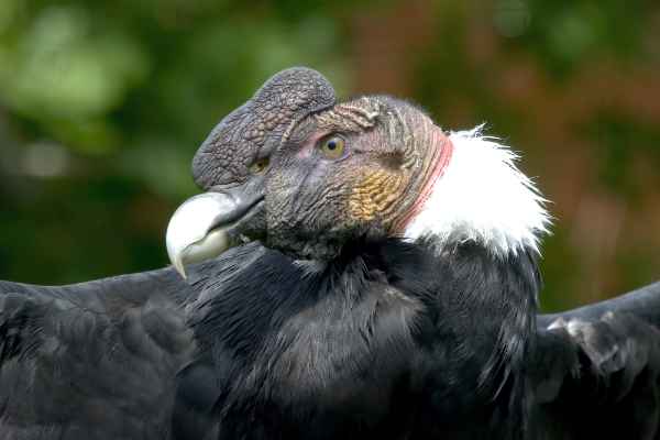 Andescondor